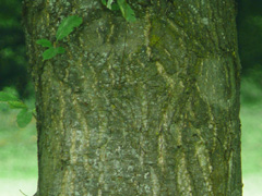 bark chestnut