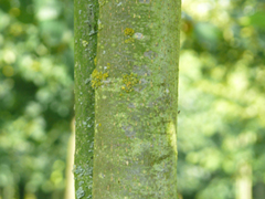 bark common lime