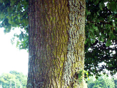 bark field maple