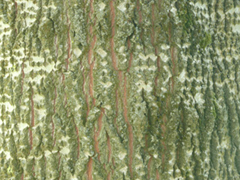 bark grey poplar