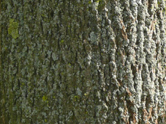 bark norway maple