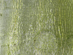 bark pin oak