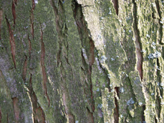 bark silver maple