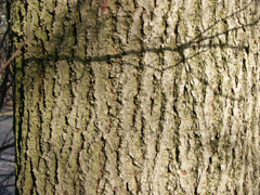 bark small leaved lime