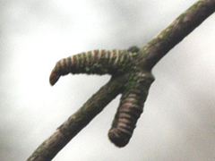 katsura tree bud