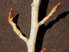 lombardy poplar bud