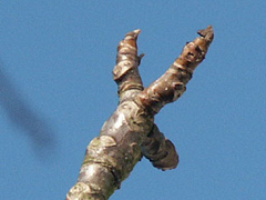 walnut bud
